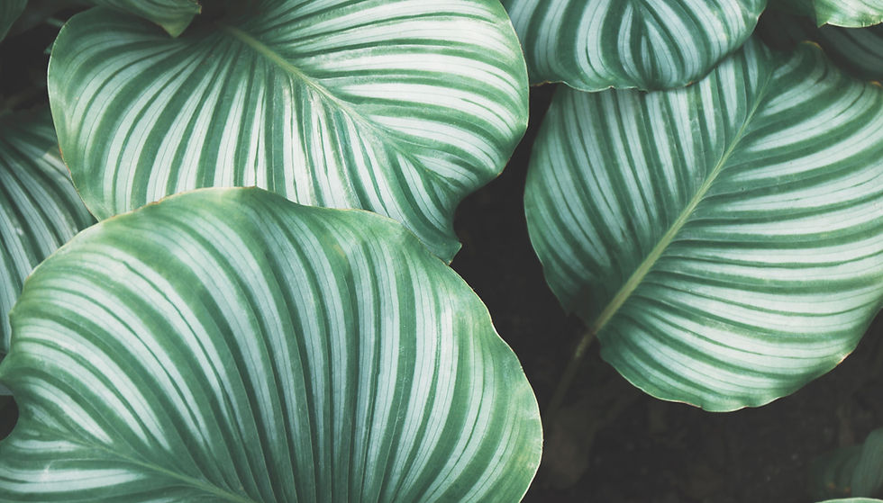 Green Leaves