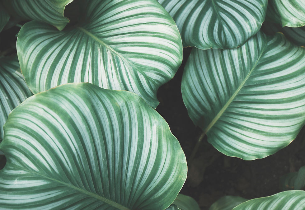 Green Leaves