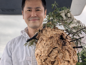 旭川で蜂の巣駆除後の状態｜スズメバチの巣を撤去した実例（便利屋みどり）