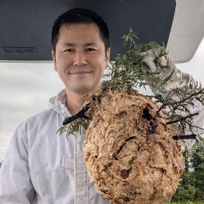 旭川で蜂の巣駆除後の状態｜スズメバチの巣を撤去した実例（便利屋みどり）