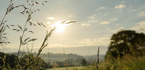 Campagne du Somerset