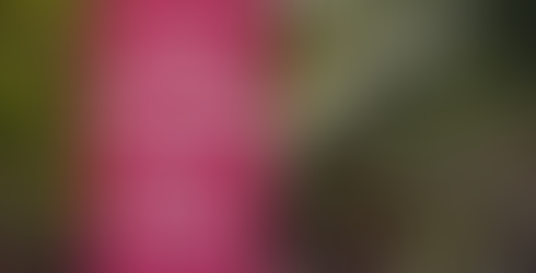 Pigs Beach, the Bahamas