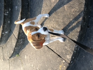 Beagle dog  at Newstead Abbey