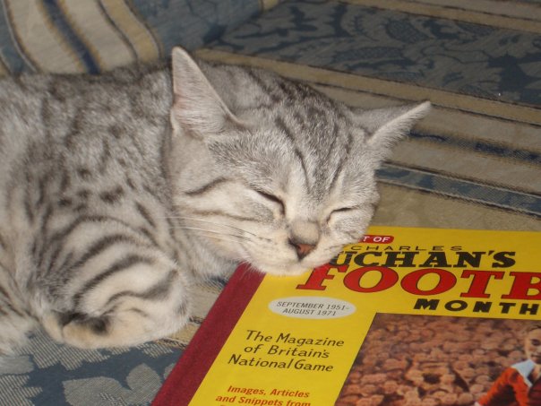 sleeping silver spotted tabby cat