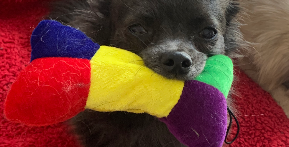 Flo-Flo the Chihuahua - The Furry Ts