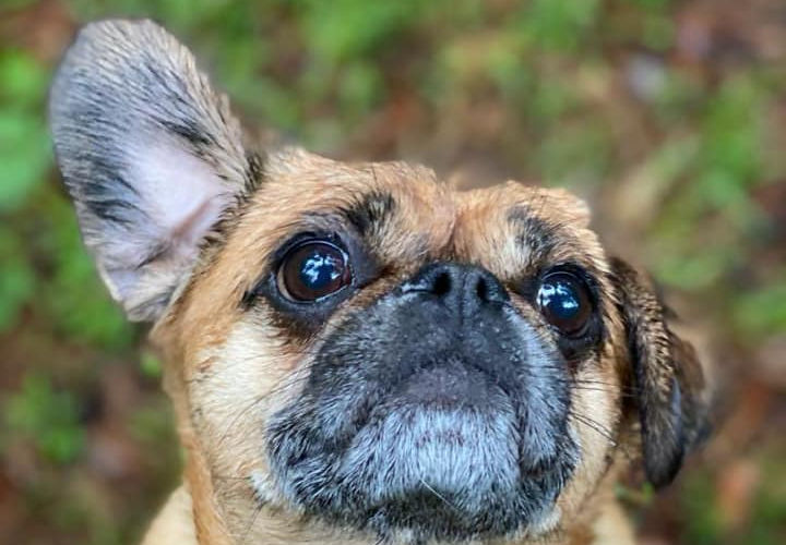 Pugalier