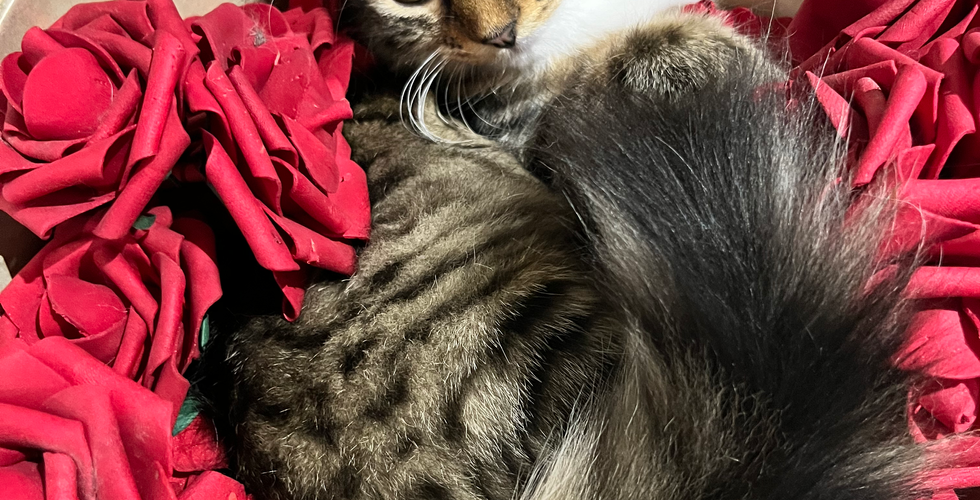 Samantha the cat - The Furry Ts