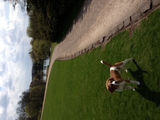 Beagle dog  at Newstead Abbey