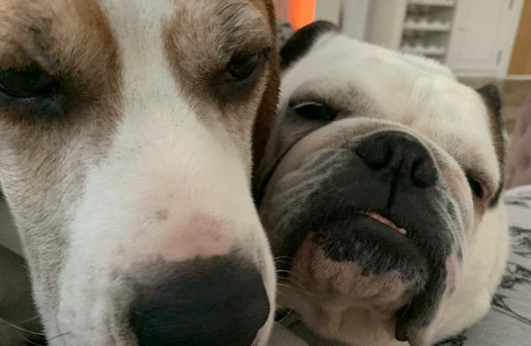 Beagle and English bulldog