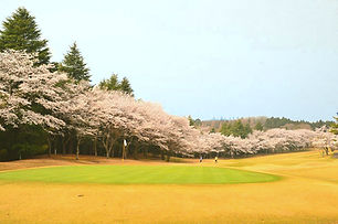 MGC早乙女2番桜4月上旬 (2).JPEG