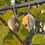 Thumbnail: Fall Aspen Balance earrings