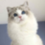 charlynx_edited