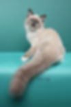 Gummi, a blue mitted