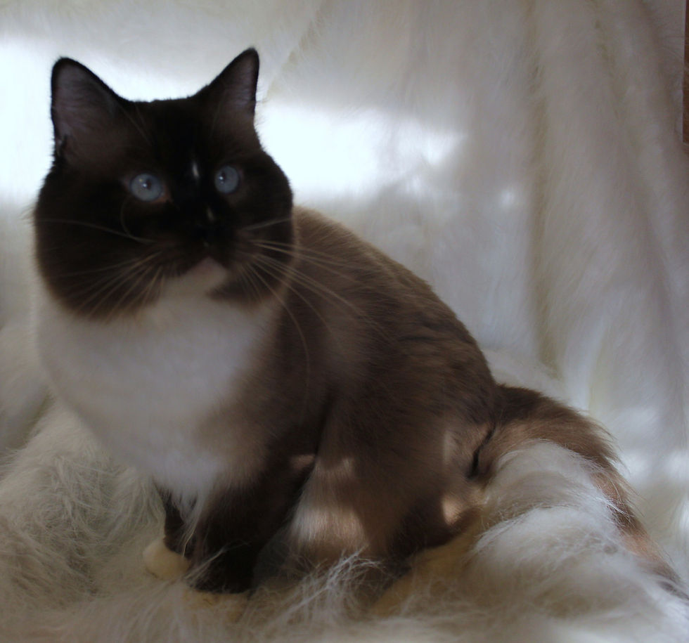 Merlin