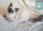 Gummi, Blue mitted