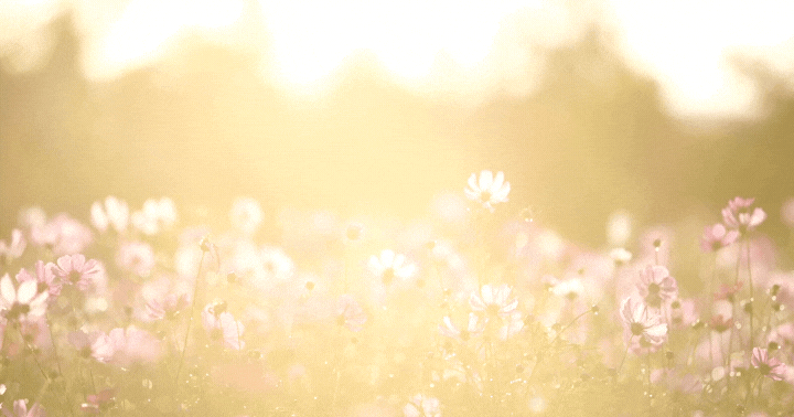 FRÖKAMMAREN (1).gif