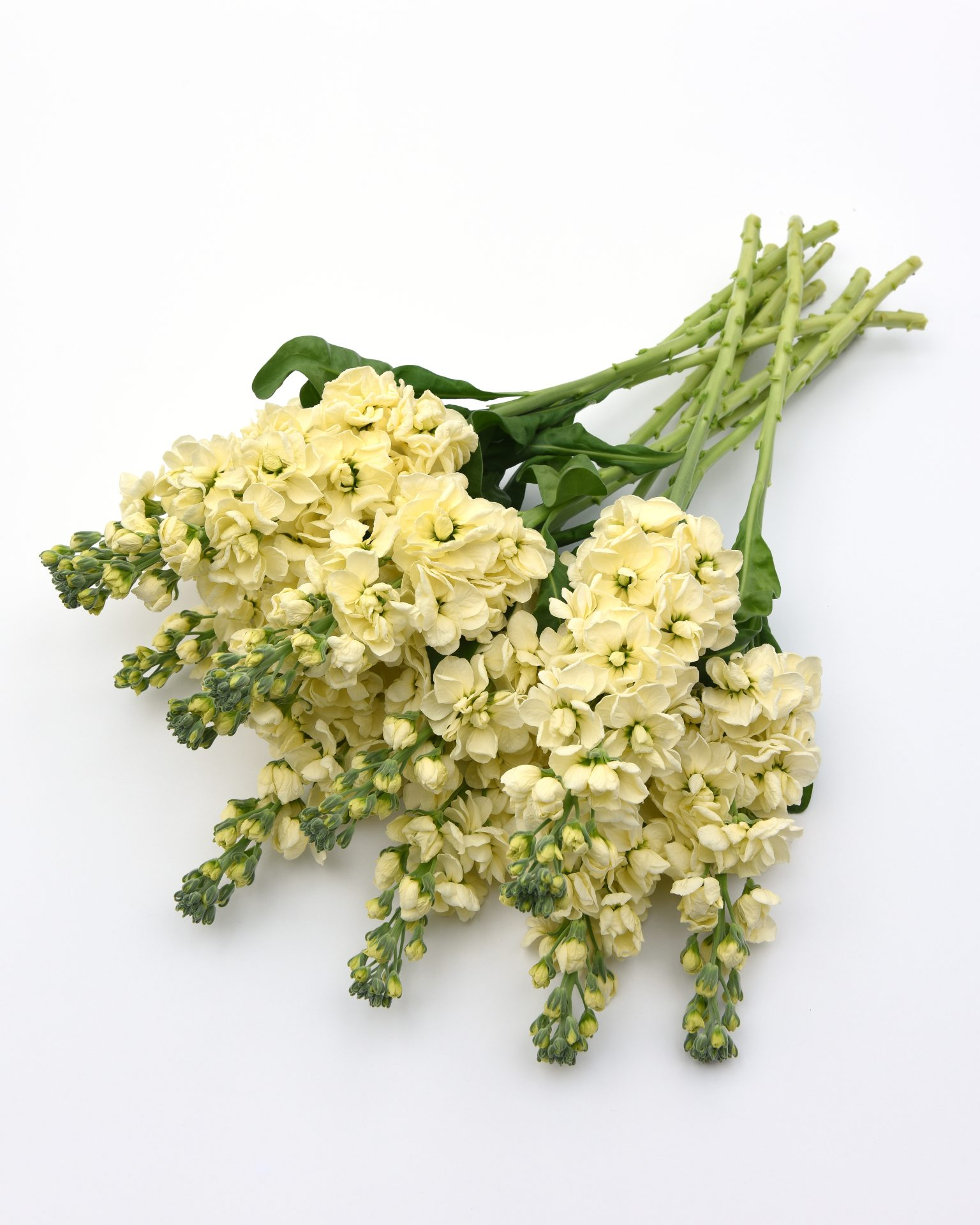 Lövkoja - Mathilda Yellow