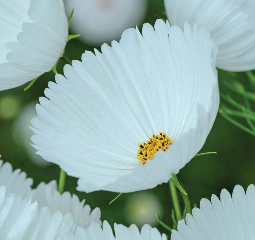 Miniatyrbild: Rosenskära - Cupcake White
