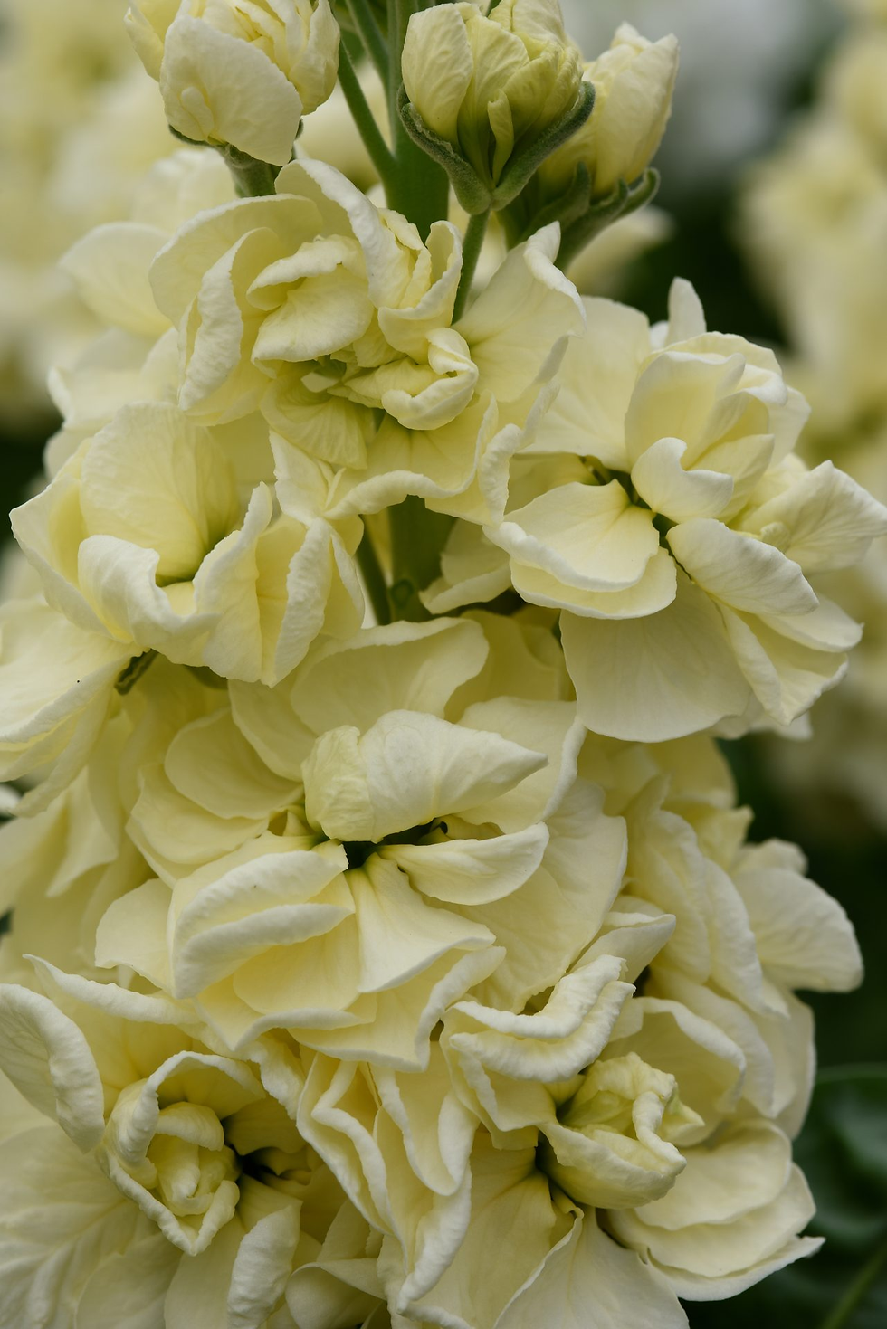 Miniatyrbild: Lövkoja - Mathilda Yellow