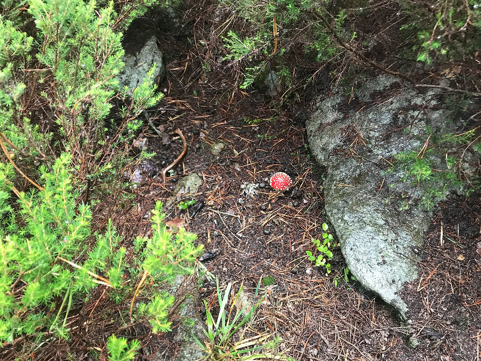 Amanita muscaria