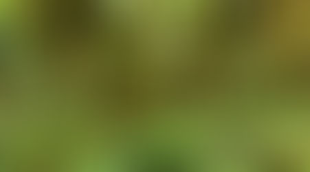 Les végétaux épiphytes