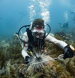 Marine Biologist studying black spiny sea urchins in Honduras.jpg