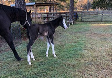 HF colt_edited.jpg