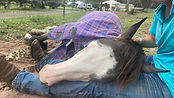 lace colt sleeping.JPG
