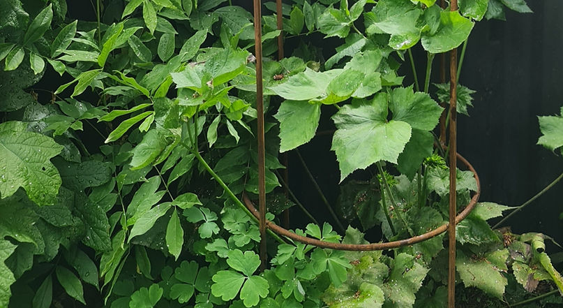 Garden Gems medium castle plant support in lush green garden surround