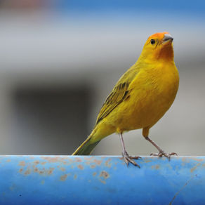 The insidious death of a canary