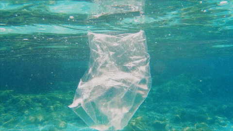 Plastic Pollution