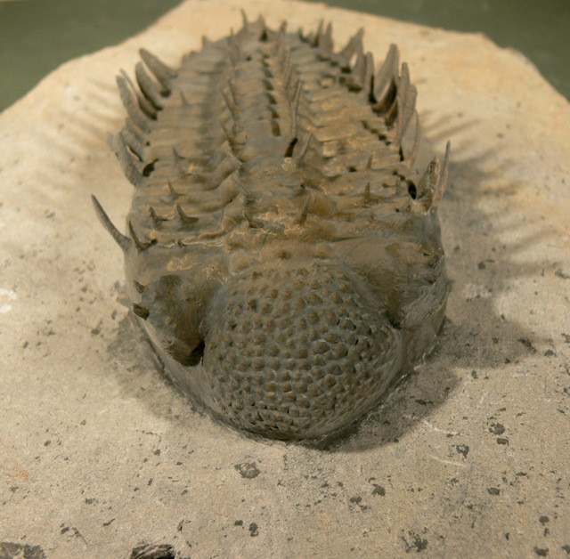 Drotops armatus fossil prepared