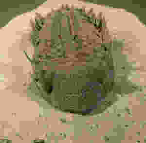 Drotops armatus fossil prepared