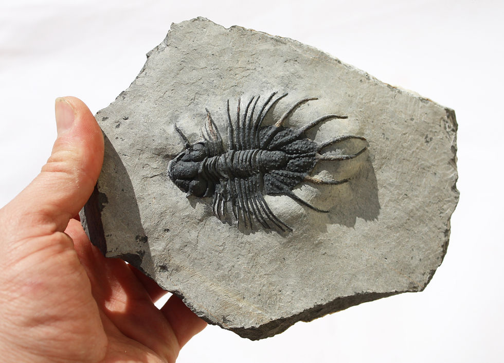 Miniatura: Acanthopyge sp.
