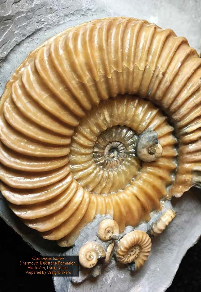 Miniatura: FOSSIL BOOK A GUIDE TO FOSSIL COLLECTING ON THE WEST DORSET  AMMONITE