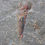 Miniatura: Hyolithes Nevadotheca whitei hyolithes marble mountain helens