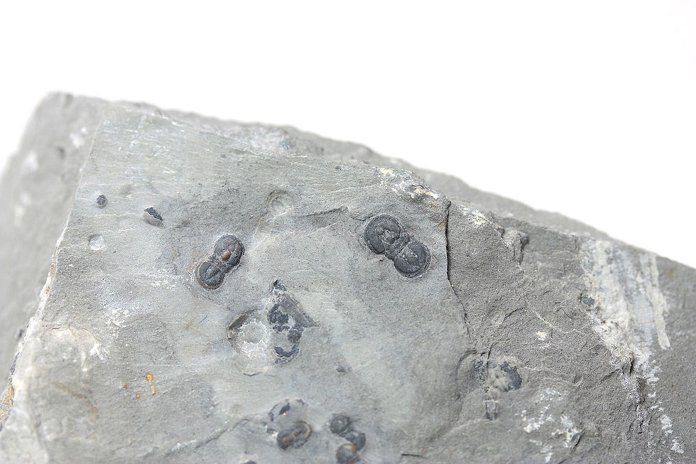 Thumbnail: Fossil Slab Cambrian Agnostid Peronopsis interstrictus mass mortality