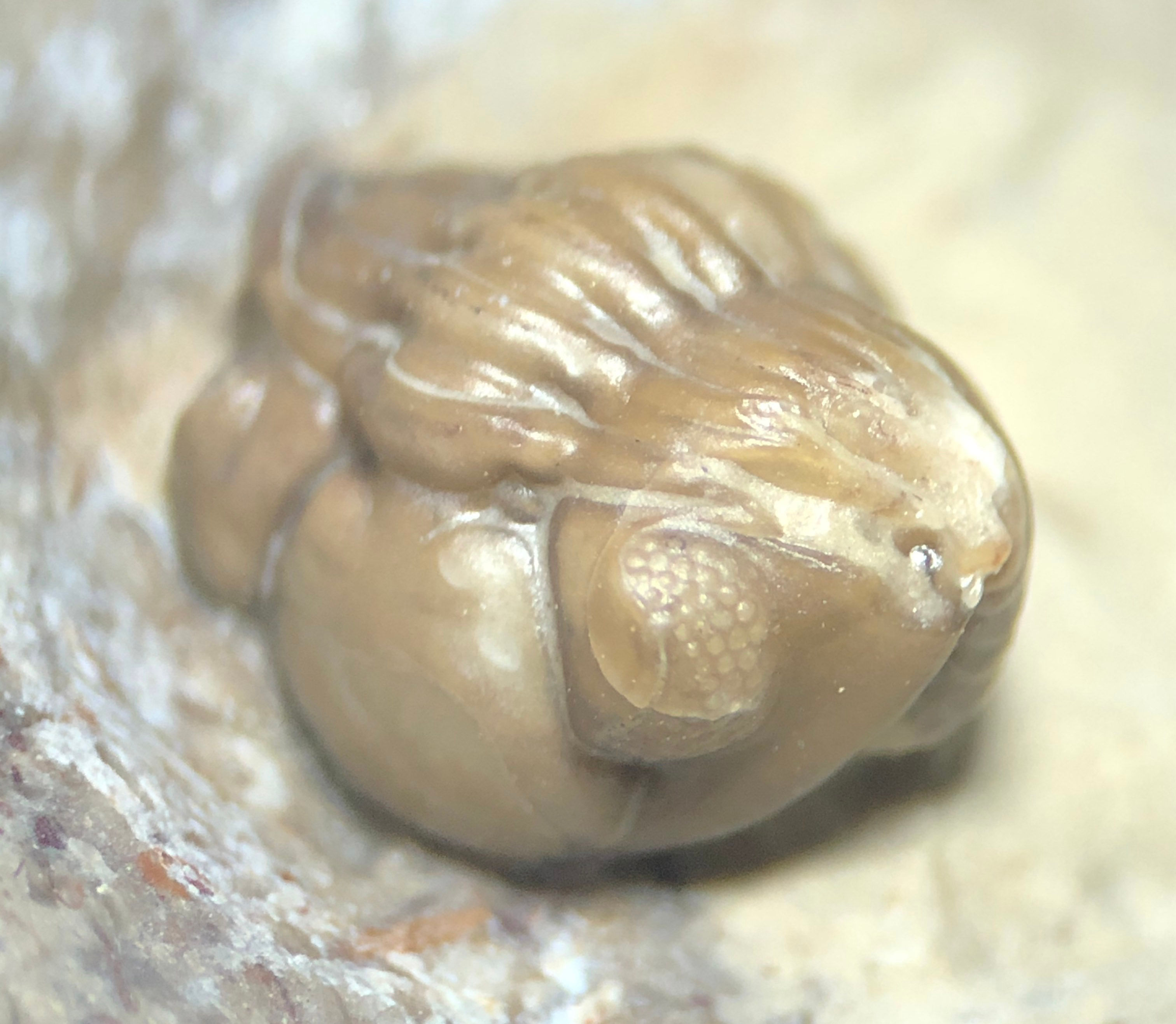 Acernaspis orestes silurian trilobite Quebec Canada