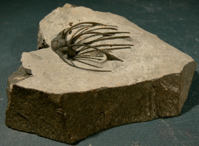 Heliopeltis sp trilobite Devonian fo Morocco 4