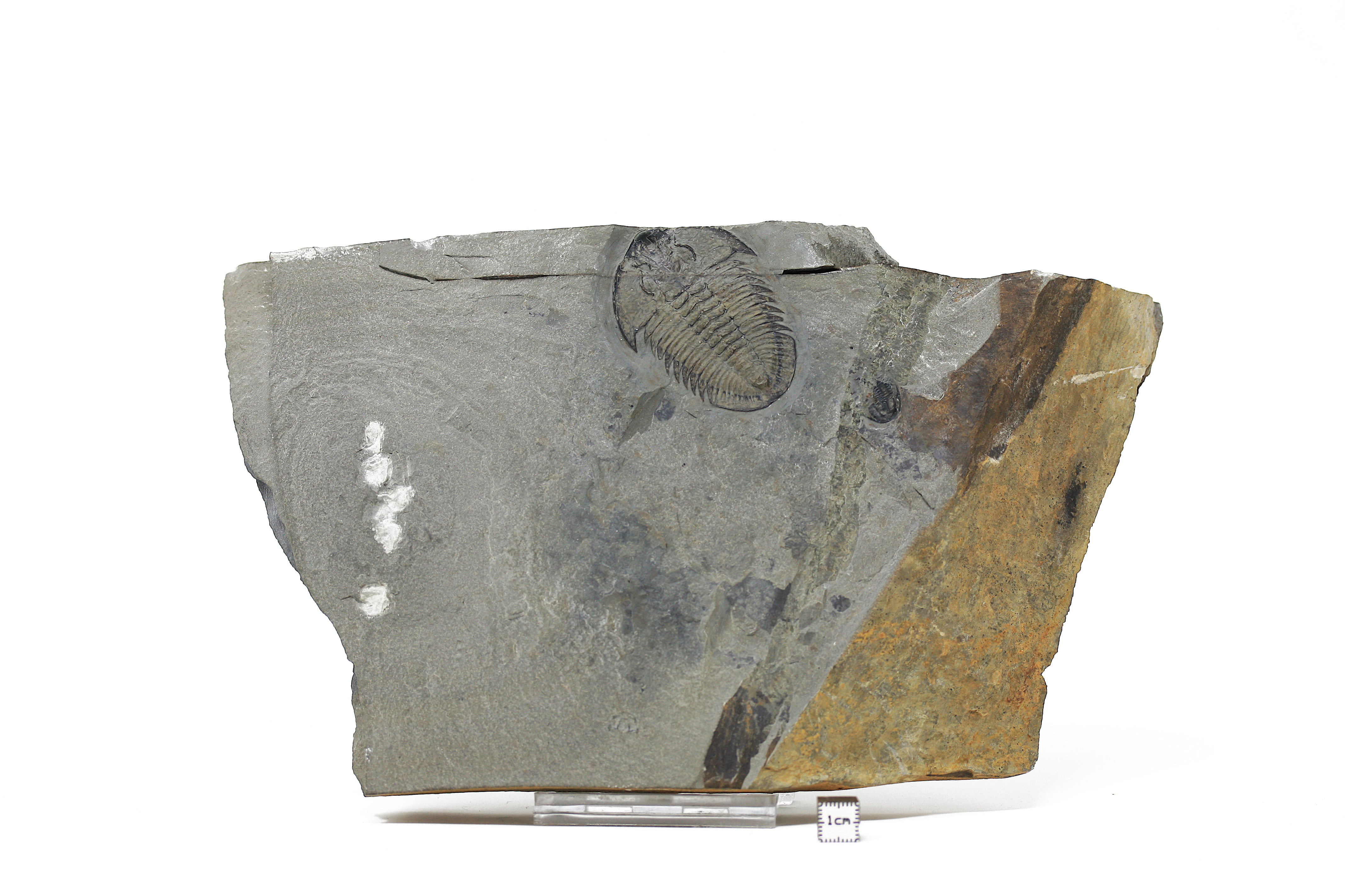 Athabaskia bithus trilobite Wellsville Mountains, Utah