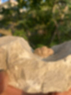 Gem Silurian Calymene clavicula on sale trilobiti.com