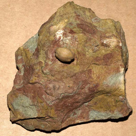 A new Ordovician Nileus in the Gallery