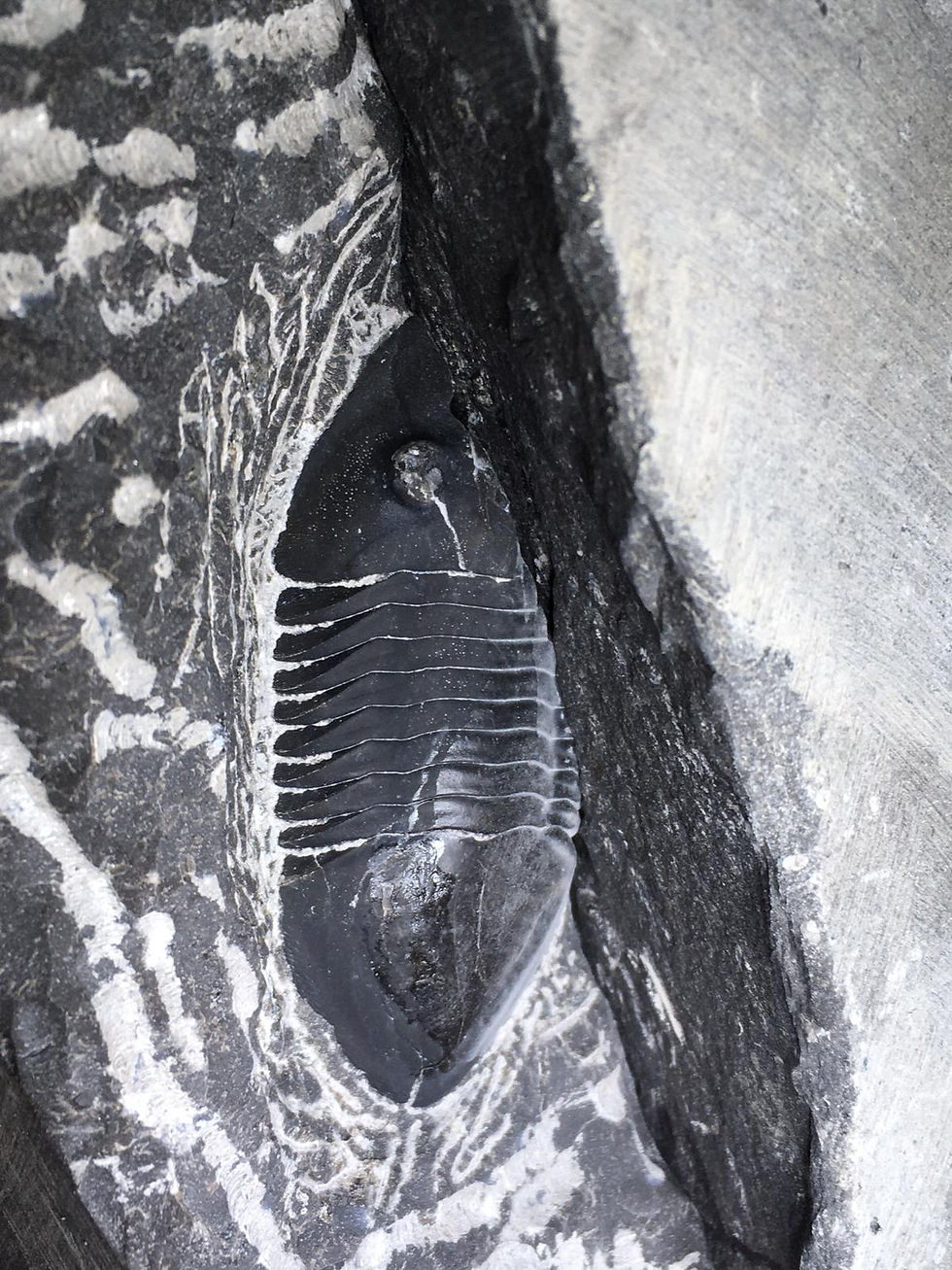 Thumbnail: Isotelus gigas  Walcott Rust Quarry  Isotelus Trilobites for sale
