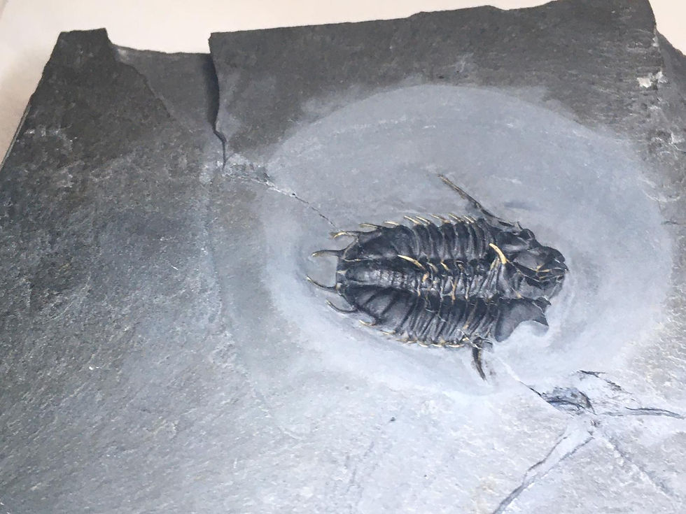 Miniatura: How to prep a fossil trilobite kootenia randolphi