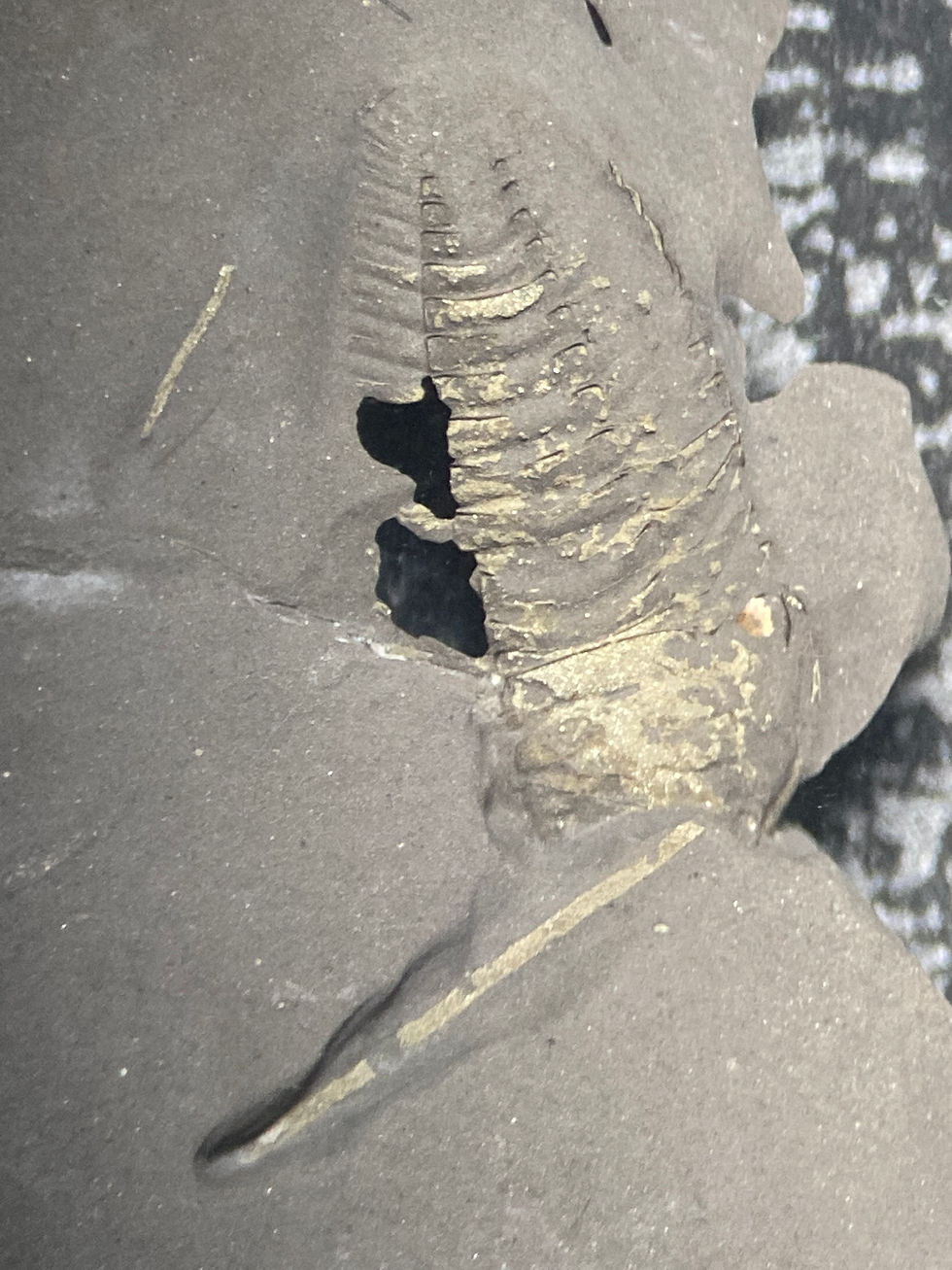 Triarthrus eatoni soft preservation on sale