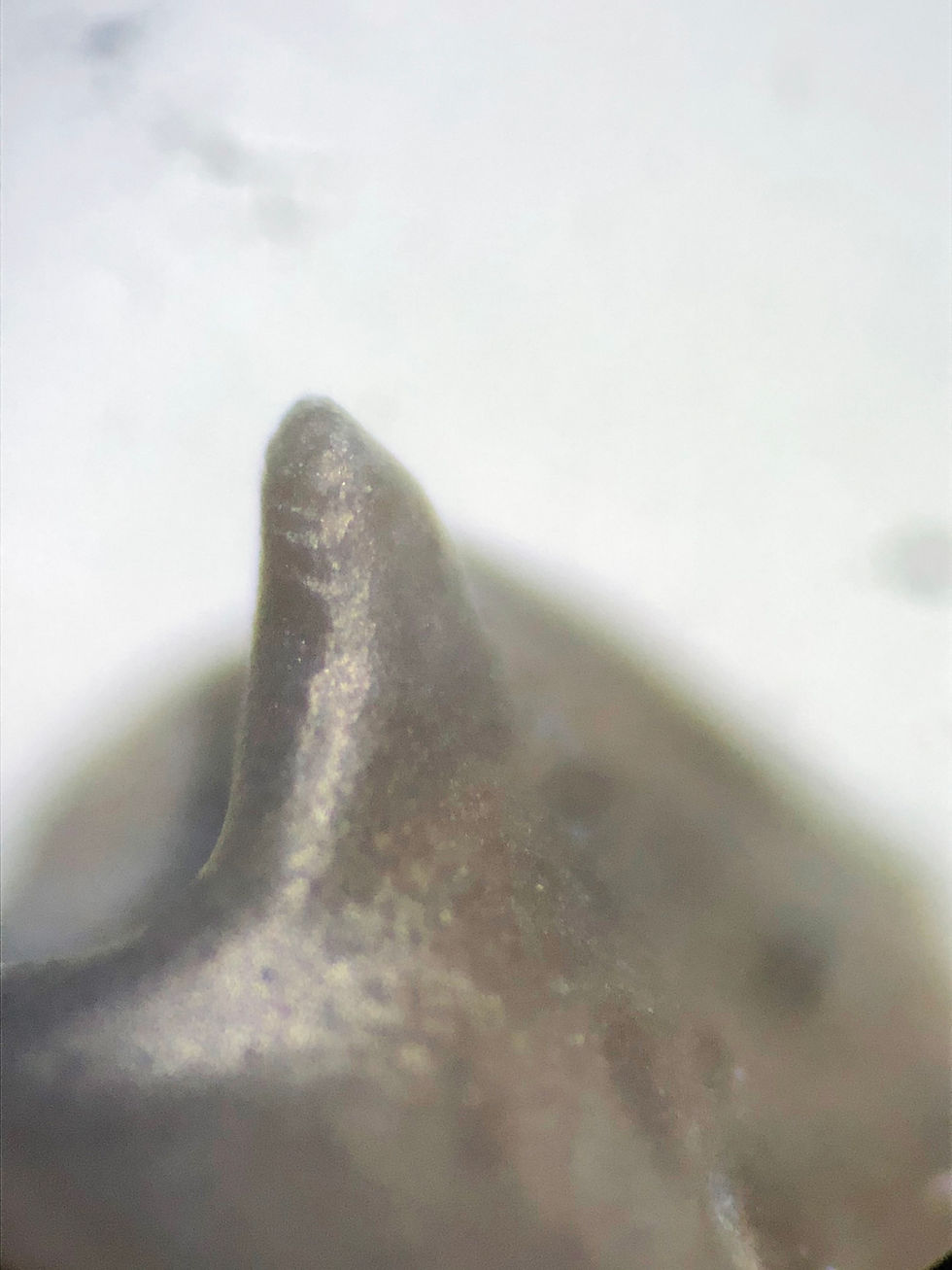 Thumbnail: Scabriscutellum lahceni spine occipital trilobite Devonian Emsian