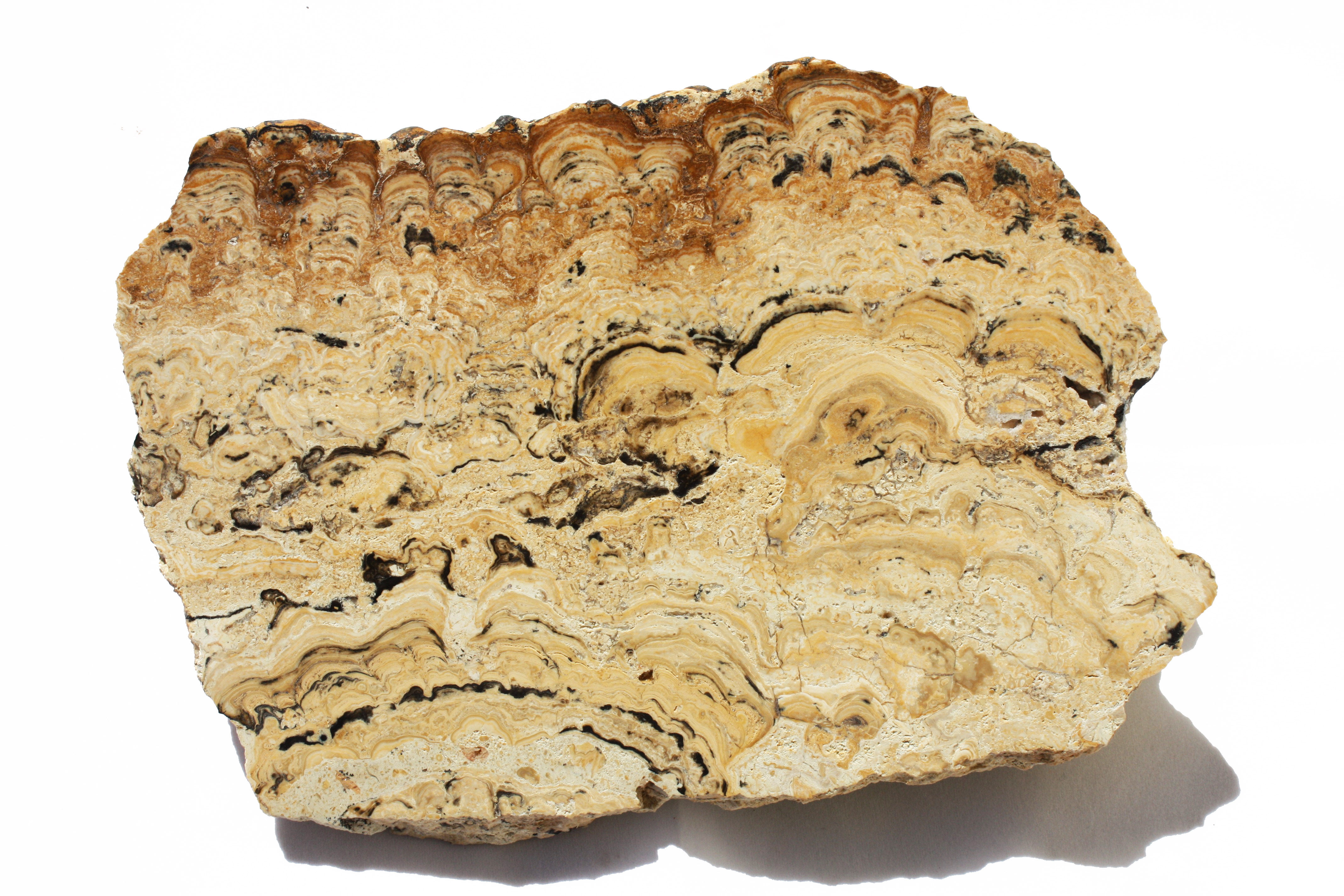 Miocene Stromatolite