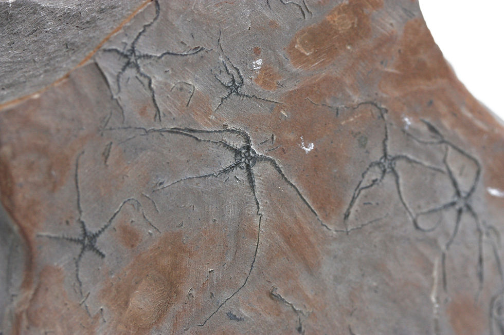 Thumbnail: Jurassic Brittlestar Ophiopinna elegans (Heller, 1858) La Voulte sur Rhone