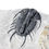 Miniatura: Olenoides vali cambrian trilobite utah