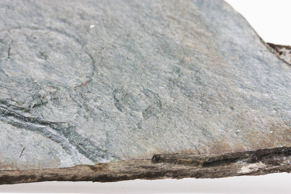 Thumbnail: Ediacarian fossil Cyclomedusa. sp (Sprigg, 1947)